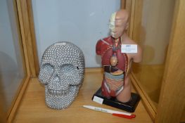 Anatomical Figure and a Decorative Skull