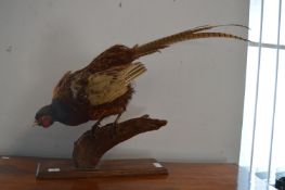 Taxidermy Study of a Pheasant Mounted on a Branch