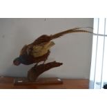 Taxidermy Study of a Pheasant Mounted on a Branch