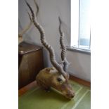 Taxidermy Animal Head