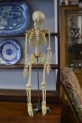 Student Anatomical Skeleton 33" high