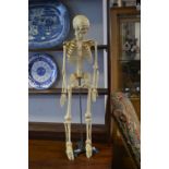 Student Anatomical Skeleton 33" high