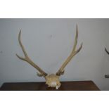 Pair of Antlers