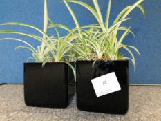 *2x Spider Plants in Black Pots