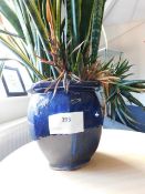 *Plant in Blue Vase