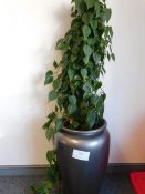 *Ivy in Silver Grey Pot