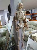 4.5ft Plastic Skeleton