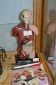 Small Anatomical Model Kit