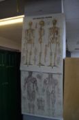 Two Medical Posters - Skeletal and Muscular System