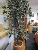 Artificial Ficus Plant