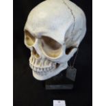 Life Size Resin Skull on Stand