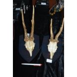 Two Mounted Animal Horns