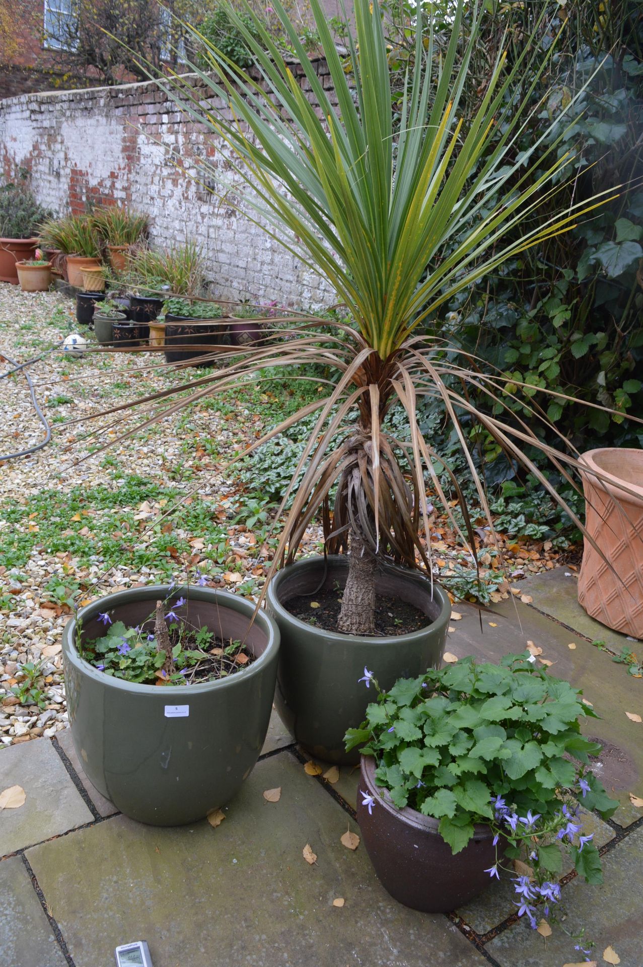 Three Assorted Garden Plant Pots with Plants