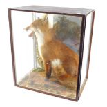 Taxidermy: a figure of a seated fox, cased, 67cm high, 59cm wide, 40cm deep.