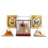 Entomology: three cases and two frames of butterflies, comprising Charaxes Castor, Urania Leilus,
