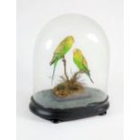 A pair of Victorian taxidermy specimens of green Budgerigars, mounted on a naturalistic base, within