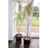 A pair of modern blue glazed planters with contents, 35cm diameter.