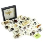 A collection of preserved insects, etc., to include beetles, a crab, etc.