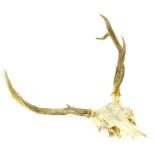 A pair of four point deer antlers, with skull and mount, 56cm wide.