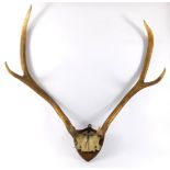 A pair of three pronged deer antlers, oak shield mounted, 63cm long.