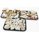 A collection of various exotic shells, from the British Isles and others. (3 trays)