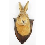 An early 20thC wall mounted taxidermy hares head, with JE Shelbourne Amy Street Braunstone Leicester
