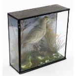 A taxidermied figure of a bird, in glazed case, label to the back, 29cm x 29cm.
