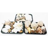 A collection of various exotic shells, from the British Isles and others. (3 trays)