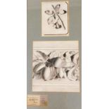 Katie Barnes. Still lives with fruit and berries, pencil, Royal Drawing Society label and