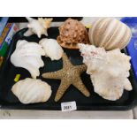 Various shells. (1 tray)