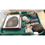 Various fossils and stones, to include a Holzmadener fossil, boxed, various seashells, etc. (a