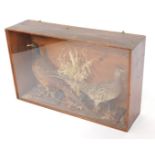 Taxidermy; A pair of cock and hen pheasants, in a stained pine case with perspex front, 53.5cm high,