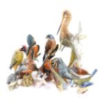 A group of Mack porcelain figures of birds, comprising green woodpecker., nuthatch., wren., black ta