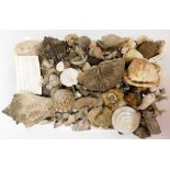 A group of shells and fossils, to include conch shells, various British Isles shells, etc. (a quanti