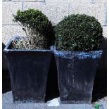 Two plastic black finish planters, with two box bushes.