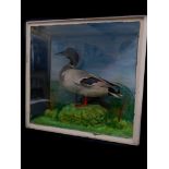 Taxidermy. An early 20thC drake Mallard, naturalistic setting, and three part glazed case, partially