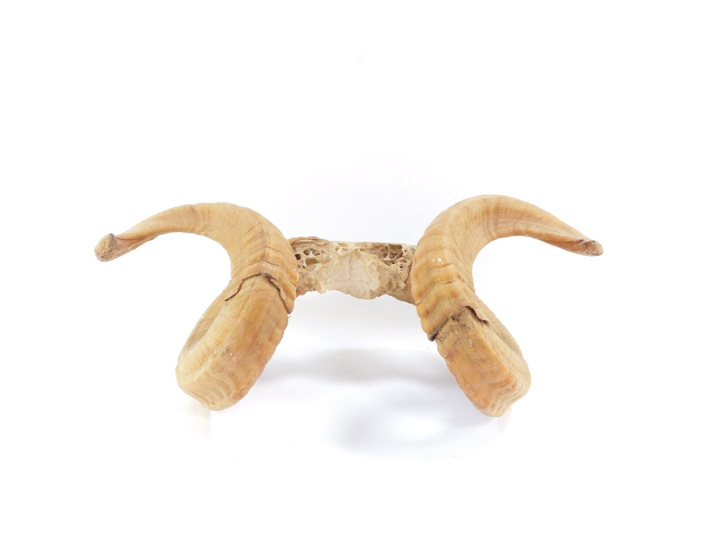 A pair of ram's horns, 49cm wide.