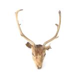 Taxidermy. A stag's head, antlers 51cm high.