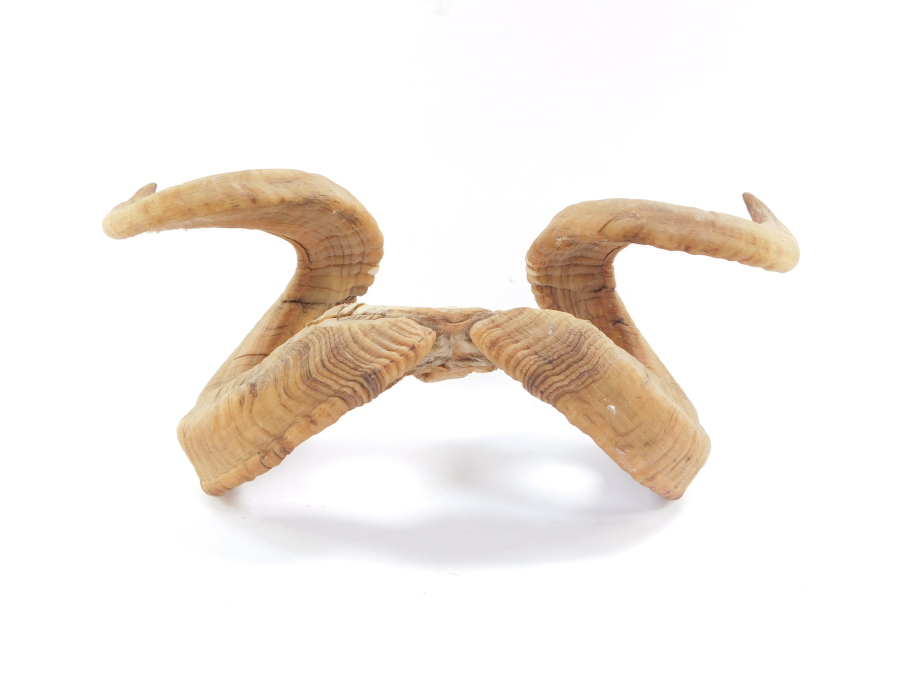 A pair of ram's horns, 49cm wide. - Image 2 of 2
