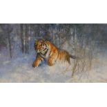 After David Shepherd. Tiger in the Snow, limited edition number 62/950, signed in pencil to the bord