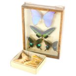 A collection of seven exotic butterflies and moths, to include a cased set of four.