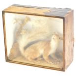 A taxidermy red squirrel, in a glazed case, 28cm wide. (AF)