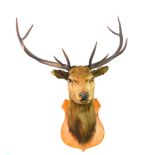Taxidermy. A stag's head, with five prong antlers, pine shield mounted, antlers 63cm high.