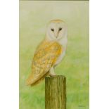 N Smith (British, 21stC). A barn owl, perched on a wooden stump, watercolour, signed, dated '16, 36.
