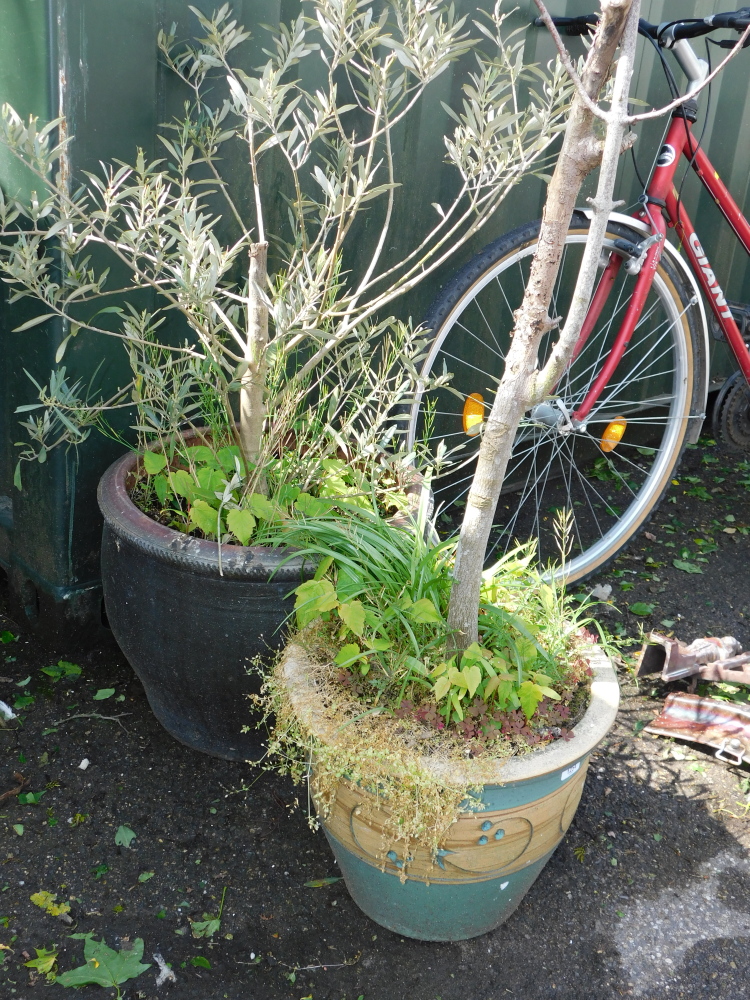 A brown glazed pot planted with an olive tree, together with a green glazed pot and contents. (2)