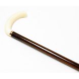 A 1910/1920's ivory handled walking stick, with curved handle on a yellow metal collar, unmarked on