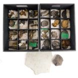 A collection of fossils, to include a number of ammonites etc.