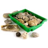 A quantity of fossils and mineral samples, to include an ammonite, a section of stalagmite, quartz