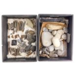 Two boxes containing various fossils, to include shells, ammonites etc.