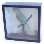 A taxidermied green parrot, in a glazed case, 40cm x 39cm.